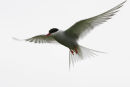 06-5923 Arctic Tern (Sterna paradisaea) in Flight, Farne Islands, Northumberland, UK